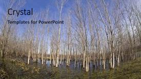  Presentation with swamp - Slides enhanced with lousiana cajun - trees in swamp background and a teal colored foreground