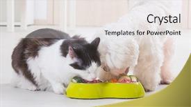  Presentation with dog food - Audience pleasing presentation design consisting of alimentacion - little dog maltese and black backdrop and a white colored foreground