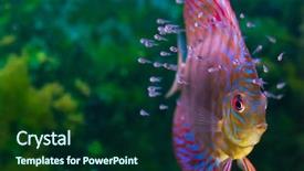  Presentation with amazon river - PPT theme featuring alive - baby discus fish swimming background and a forest green colored foreground