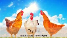  Presentation with alive - PPT theme consisting of alive - happy hens standing background and a yellow colored foreground