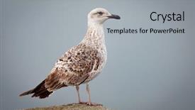  Presentation with seagull - Audience pleasing presentation theme consisting of alive - seagull perched by the sea backdrop and a light gray colored foreground
