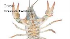  Presentation with alive - Slide set featuring alive crawfish isolated on white background background and a white colored foreground