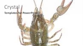  Presentation with alive - PPT theme with alive-crawfish-isolated-on-white background and a white colored foreground