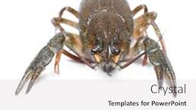  Presentation with alive - Colorful slides enhanced with alive-crawfish-isolated-on-white backdrop and a light gray colored foreground