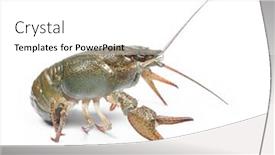  Presentation with alive - Presentation theme having alive-crawfish-isolated-on-white background and a white colored foreground