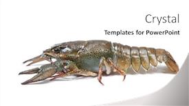  Presentation with alive - Audience pleasing PPT theme consisting of alive-crawfish-isolated-on-white backdrop and a white colored foreground