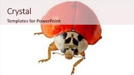  Presentation with alive - Amazing presentation theme having alive lady bug isolated on white background backdrop and a lemonade colored foreground