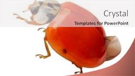  Presentation with alive - Presentation consisting of alive lady bug isolated on white background background and a white colored foreground