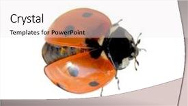  Presentation with alive - Cool new slides with alive ladybug isolated on white clipping path included backdrop and a white colored foreground