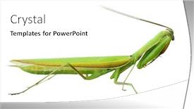  Presentation with alive - Amazing presentation having alive praying mantis isolated on white background backdrop and a white colored foreground