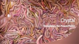  Presentation with vietnamese food - Cool new PPT layouts with alive-sandworms-in-a-vietnamese backdrop and a coral colored foreground