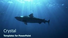  Presentation with ocean shark - Colorful presentation theme enhanced with aliwal shoal indian ocean south africa dusky shark carcharhinus obscurus low angle view backdrop and a ocean colored foreground