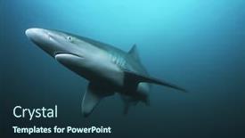  Presentation with ocean shark - Amazing slides having ocean south africa tiger shark backdrop and a tawny brown colored foreground