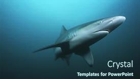  Presentation with ocean shark - PPT theme consisting of shoal indian ocean south africa background and a tawny brown colored foreground