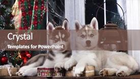  Presentation with husky - Theme having all dog breeds - husky puppies background and a  colored foreground