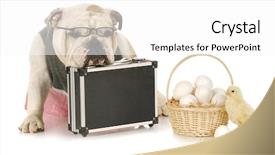  Presentation with eggs egg carton egg box - Slides having all in one basket - english background and a white colored foreground