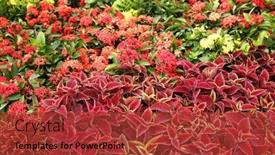  Presentation with garden - Presentation theme with all-kinds-of-flowers background and a red colored foreground