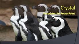  Presentation with philippines ethnic group - PPT theme having all looking in same direction background and a  colored foreground