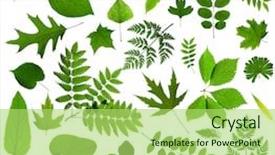  Presentation with tree sky trees green - Amazing presentation theme having all sorts of green leaves backdrop and a mint green colored foreground