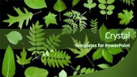  Presentation with green leaves - PPT theme consisting of all-sorts-of-green-leaves background and a  colored foreground