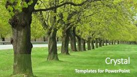  Presentation with maple - Beautiful slide set featuring allee of maple trees backdrop and a seafoam green colored foreground