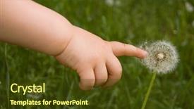  Presentation with dandelion - Amazing presentation theme having children allergy - child's hand touch dandelion backdrop and a tawny brown colored foreground