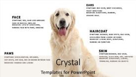  Presentation with symptoms - Presentation enhanced with allergy - dog and list of allergies background and a lemonade colored foreground