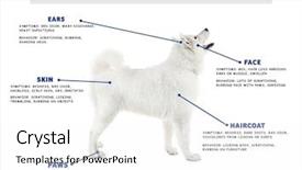  Presentation with symptoms - Colorful slides enhanced with allergy - dog and list of allergies backdrop and a white colored foreground