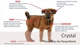  Presentation with symptoms - Amazing presentation having allergy - puppy and list of allergies backdrop and a soft green colored foreground