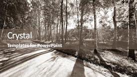  Presentation with forest morning - Presentation design featuring alley in a birch forest background and a violet colored foreground