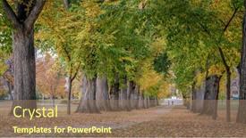  Presentation with american university - Presentation with alley-with-old-american-elm background and a coral colored foreground