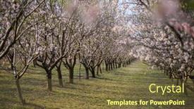  Presentation with europe moldova - Presentation design enhanced with alleys-of-blooming-almond-tree background and a tawny brown colored foreground