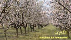  Presentation with europe moldova - Audience pleasing presentation theme consisting of alleys-of-blooming-almond-tree backdrop and a tawny brown colored foreground