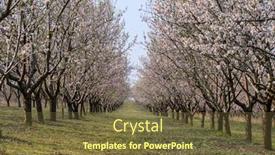  Presentation with europe moldova - Colorful slide set enhanced with alleys-of-blooming-almond-tree backdrop and a tawny brown colored foreground