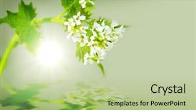  Presentation with mustard plant - Colorful presentation enhanced with alliaria officinalis garlic mustard invasive backdrop and a mint green colored foreground