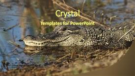  Presentation with swamp - PPT layouts enhanced with alligator-alligator-mississippiensis-in-swamp background and a tawny brown colored foreground