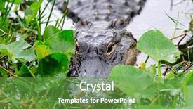  Presentation with miami - Amazing presentation theme having alligator closeup in wild in gator park in miami florida backdrop and a tawny brown colored foreground