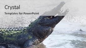  Presentation with fish pond - Audience pleasing PPT theme consisting of alligator covered by mud feeds on fish in drying up pond backdrop and a light gray colored foreground