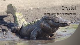 Presentation with fish pond - Amazing slide set having alligator covered by mud feeds on fish in drying up pond backdrop and a soft green colored foreground
