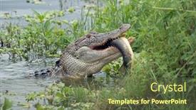  Presentation with lake fish - Beautiful slides featuring alligator eating a large fish in florida lake backdrop and a tawny brown colored foreground