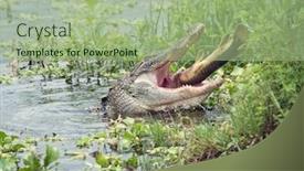  Presentation with lake fish - PPT theme having alligator eating a large fish in florida lake background and a mint green colored foreground