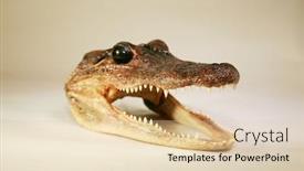  Presentation with crocodile - Beautiful PPT layouts featuring alligator-head-dried-alligator backdrop and a lemonade colored foreground