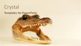  Presentation with crocodile - Audience pleasing theme consisting of alligator-head-dried-alligator backdrop and a lemonade colored foreground