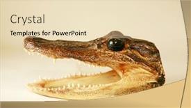  Presentation with crocodile - Slides enhanced with alligator-head-dried-alligator background and a lemonade colored foreground