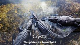  Presentation with florida - Cool new slide set with alligator-in-florida backdrop and a ocean colored foreground