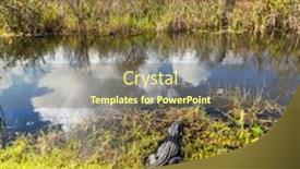  Presentation with florida - Colorful PPT theme enhanced with alligator in florida backdrop and a tawny brown colored foreground