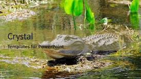  Presentation with swamp - Cool new presentation design with alligator-in-swamp-with-teeth backdrop and a gold colored foreground