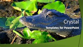  Presentation with swamp - Presentation theme consisting of alligator-in-the-wild background and a ocean colored foreground