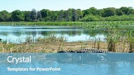  Presentation with swamp - Audience pleasing slide deck consisting of alligator in water in nature backdrop and a light blue colored foreground