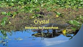  Presentation with nature - PPT theme featuring alligator-in-water-in-nature background and a tawny brown colored foreground